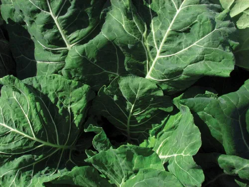 Vista 2 de Champion Collard Seeds 50 unidades, marca COOL BEANS N SPROUTS Gardening.