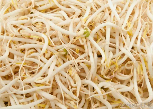Vista 4 de Marca "COOL BEANS n SPROUTS", semillas de frijol mungo para germinar microverduras, 2 onzas, un superalimento lleno de antioxidantes y nutrientes
