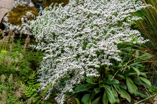 Vista 8 de 30 semillas de flores alemanas Statice White Sea Lavender Goniolimon Tataricum Limonium