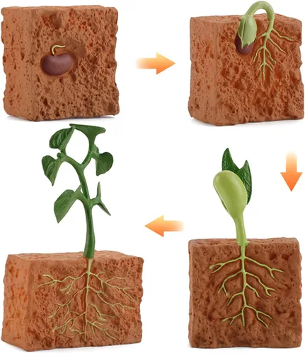 Vista 3 de 4 unids ciclo de vida plantas verdes juguete educativo PVC ciclo de crecimiento planta falsa juguete para niños herramienta de enseñanza