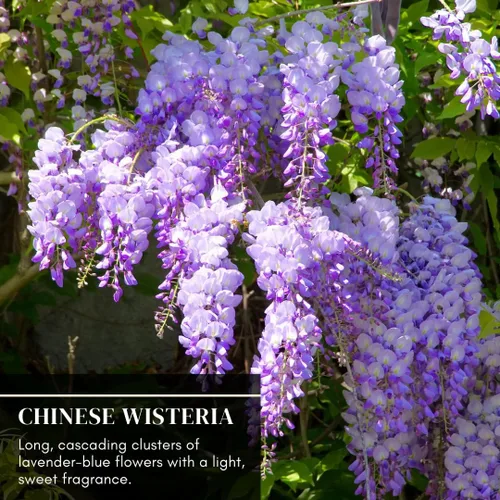 Vista 4 de Plántulas de glicina china púrpura para plantar, plántulas de árbol vivo para crecer, Wisteria sinensis (1 plántula) - No hay barco a California