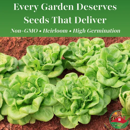 Vista 4 de TKE Farms & Gardens - Semillas de lechuga Buttercrunch para plantar, más de 2500 semillas, reliquia, sin OMG, 0.11 oz, jardines interiores