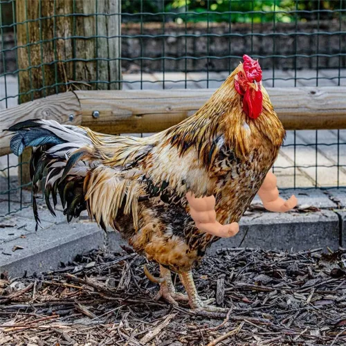 Vista 7 de Enrichoice 3 pares de juguetes de pollo incluyen brazos de músculos fuertes brazos pulgar arriba y brazos de pollo T-Rex para poner en las gallinas