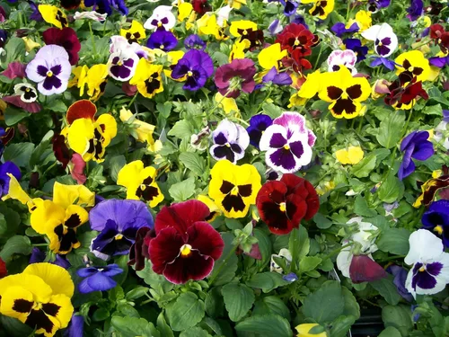 Vista 4 de Semillas Viola Swiss Mix (Nombre científico: Viola wittrockiana) Flores Perennes
