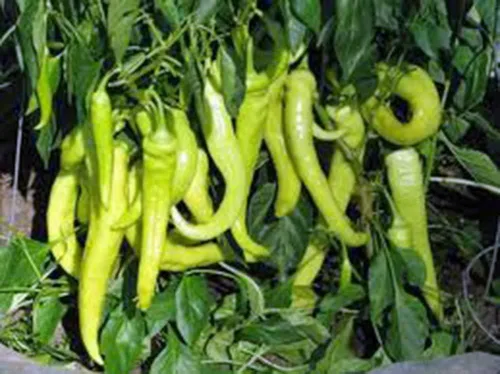 Vista 2 de Pimienta, plátano dulce, reliquia, 25 semillas, dulce y suave ideal en ensaladas