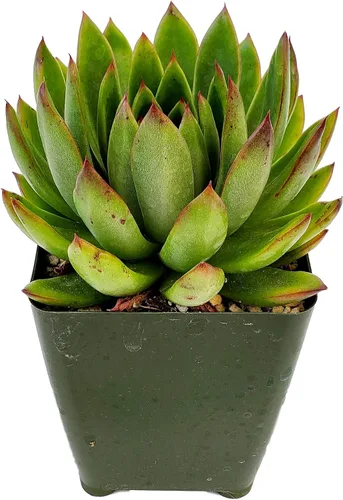 Vista 16 de Fat Plants San Diego Live Echeveria Planta Suculenta Híbrida, Lola