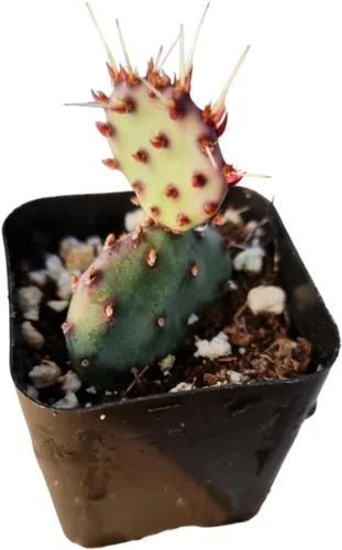 Vista 4 de Plantas de cactus vivos para decoración de oficina en casa (maceta de 2 pulgadas, cactus azul peludo)