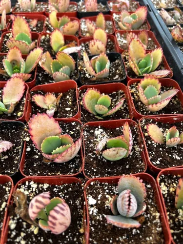 Vista 6 de Mother of Thousands, Kalanchoe - Planta viva suculenta en maceta de 2 pulgadas