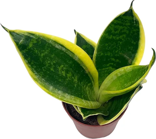 Vista 7 de BubbleBlooms Planta de serpiente varigada en una maceta de 2 pulgadas Sansevieria Dracaena trifasciata Tiny Mini Pixie Plant