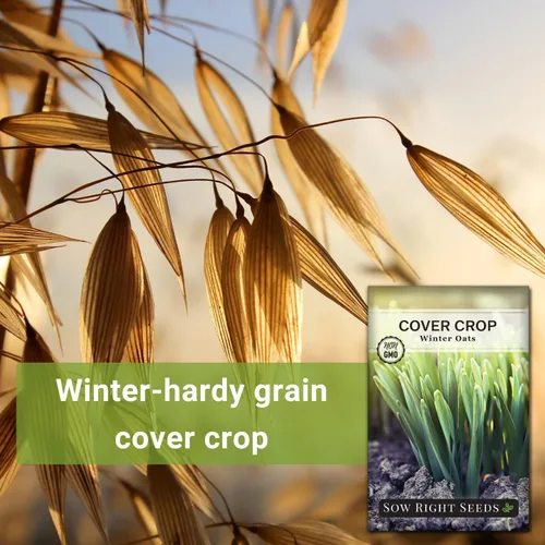Vista 3 de Sow Right Seeds - Semilla de avena de invierno para plantar - Cubre los cultivos para plantar en tu huerto casero - Enriquece el suelo - Suprime