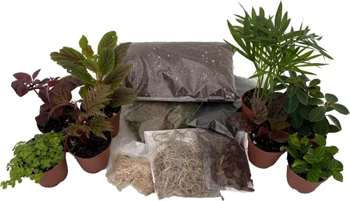 Vista 2 de Kit de terrario Hirt's con 8 plantas de terrario en macetas de 2 pulgadas