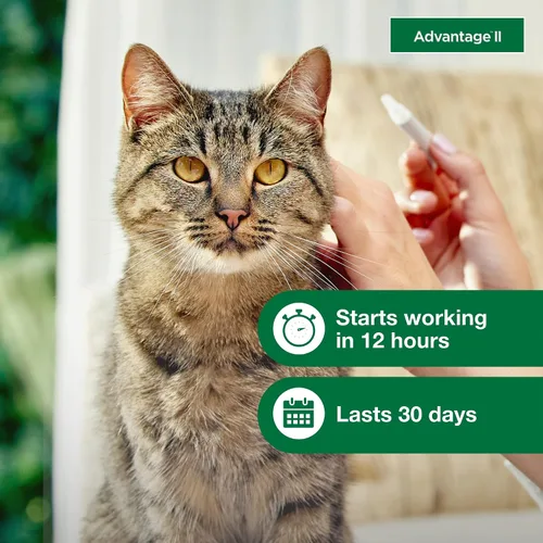 Vista 4 de Advantage II Tratamiento y prevención de pulgas recomendado por veterinarios para gatos grandes Gatos de más de 9 libras Suministro para 3 meses