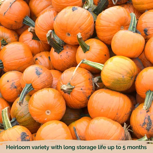 Vista 6 de KVITER 50 semillas de calabaza de azúcar orgánicas (Cucurbita Pepo) – Semilla de calabaza pequeña reliquia, carne dulce de grano fino para enlatar