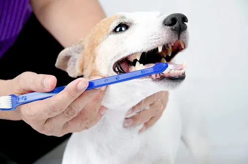 Vista 6 de Pets First Cepillo de dientes para perros de cerdas más suaves, extra grande, largo, doble cara para dientes pequeños y grandes, juego de 2