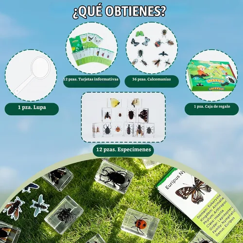 Vista 2 de Specimen de Insecto en Resina, Colección Educativa Científica de 12 Piezas, Exhibición para Aula de Ciencias en Preescolar, Specimens Reales