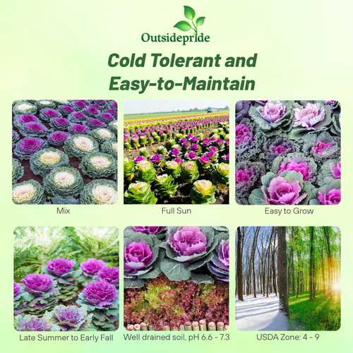 Vista 2 de Outsidepride Semillas de flores ornamentales de col – 1000 unidades. Semillas anuales, tolerantes al frío y de bajo mantenimiento, semillas