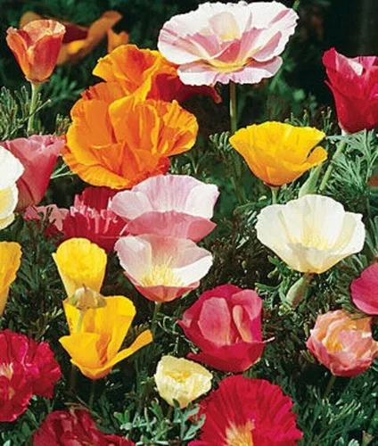 Vista 6 de Semillas Flores Oriental Amapola Mix Anual - 1000 Semillas