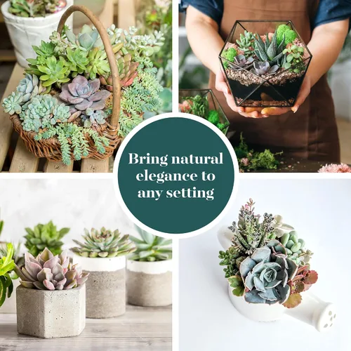 Vista 6 de 4 plantitas, de Shop Succulents, colección variada, tonos pastel, paquete de de 4