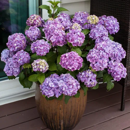 Vista 2 de Endless Summer BloomStruck - Hortensia de hoja grande, arbusto de flores