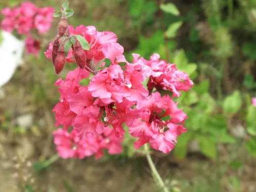 Vista 4 de Semillas de flores Clarkia – Elegante salmón doble luz (Clarkia Unguiculata) – Más de 1000 semillas de reliquia sin OMG, por Isla's Garden Seeds
