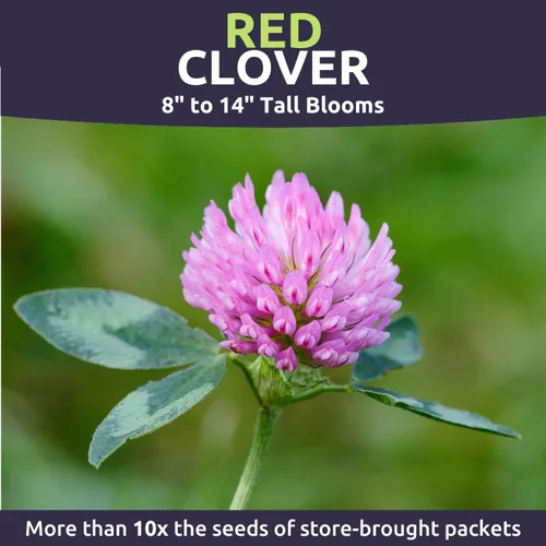 Vista 4 de Red Clover - Bulk 5 Pounds - 1,200,000 Semillas de flores para plantar - Trifolium pratense