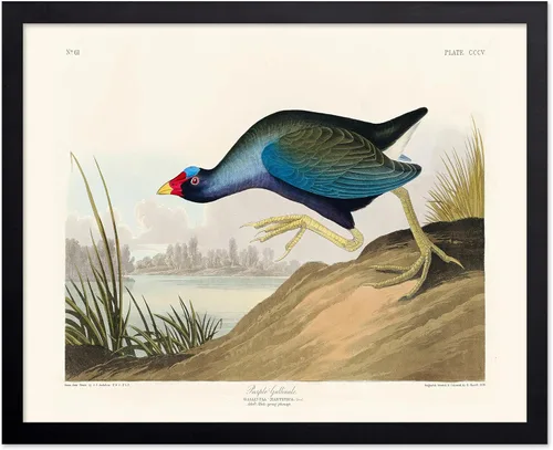 Vista 124 de Poster Master Póster vintage de James Audubon – Impresión retro de amargo americano – Arte de aves de América – Regalo para hombres, mujeres