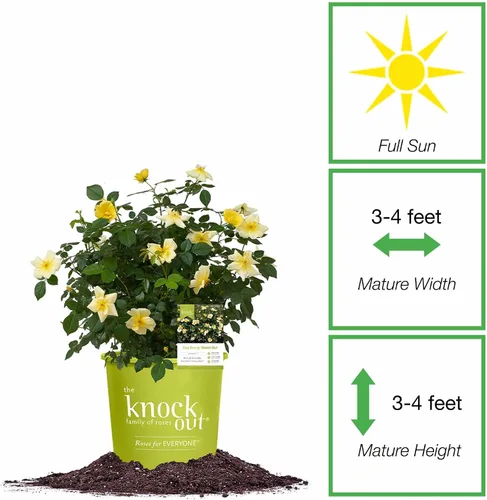 Vista 2 de Perfect Plants Easy Bee-zy™ Knock Out® Rose Bush 1 galón Arbusto de rosas vivas Rosas frescas