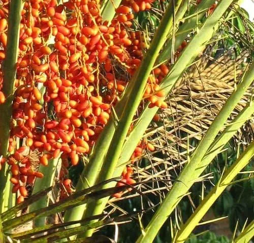 Vista 3 de Phoenix sylvestris, Silver Date Palm Exótica Rare Palms Semillas Semillas Semillas 50 Semillas