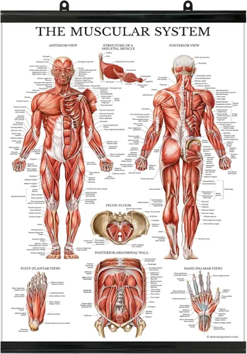 Vista 6 de Palace Learning Póster anatómico del sistema muscular, laminado, tabla de anatomía muscular, doble cara (18 x 24 pulgadas)