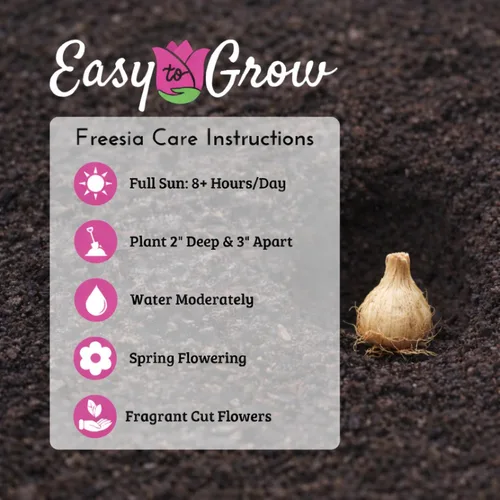 Vista 5 de Easy to Grow Freesia - Paquete de 15 bulbos de flores individuales bicolor – Flores rojas y amarillas fragantes de primavera en el sol, ideal