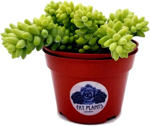 Vista 4 de Fat Plants - Colección de suculentas colgantes
