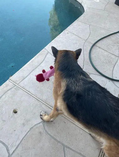 Vista 9 de Jalousie Paquete de 5 juguetes chirriantes para perros sin relleno con forro duradero sin relleno, juguetes para perros de papel arrugado, juguete