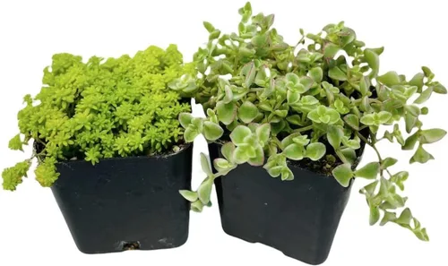 Vista 2 de Plantas suculentas vivas de USKC (juego de dos macetas de 2 pulgadas) (Anacampseros rufescens variegata)