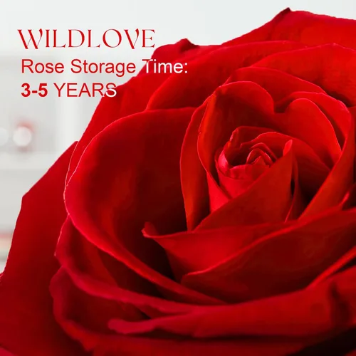 Vista 4 de WILDLOVE Preserved Real Rose with Necklace, Mothers Day, Birthday Gifts for Women Mom Wife, Anniversary Romantic Gift for Her Girlfriend