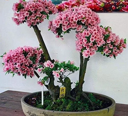 Vista 3 de 10 semillas japonesas de bonsái de flor de cerezo - Semillas de bonsái Sakura en flor