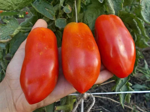Vista 6 de Semillas Tomate en forma de pimiento indeterminado rojo largo vegetal reliquia sin OMG