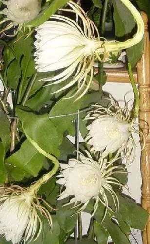 Vista 2 de REINA DE LA NOCHE - CEREUS NIGHT BLOOMING - BLANCO -RARO -2 PLANTAS - 1 maceta de 2.5