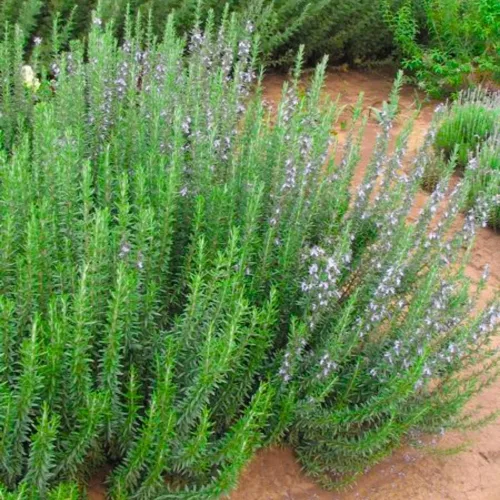 Vista 7 de Paquete de 3 plantas de romero azul, planta de romero vivo, 4 a 6 pulgadas de alto, hierbas fragantes, arbustos de hierbas de romero para cultivo