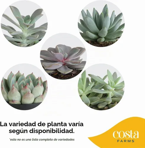 Vista 3 de Costa Farms - Suculentas