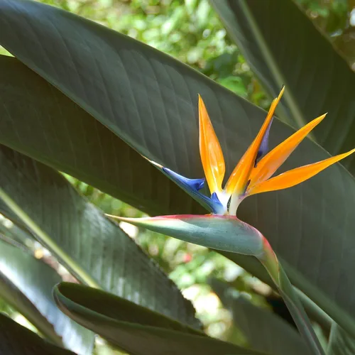 Vista 8 de Outsidepride Bird of Paradise Seeds - 15 unidades Perenne, versátil y de crecimiento lento, semillas de flores para plantar flores exóticas