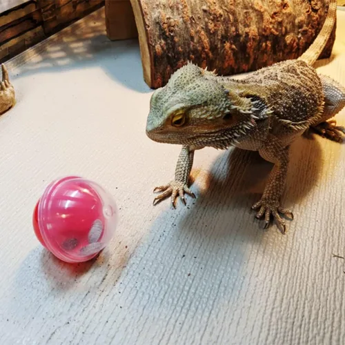 Vista 5 de 6 juguetes de alimentación de dragón barbudo, bolas interactivas de comida para lagartos, geckos y mascotas pequeñas