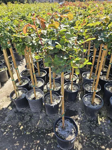 Vista 2 de Árbol de rosas, planta de floración viva, 4-5 pies de alto, refloreciendo todo el año, maceta de 5 galones
