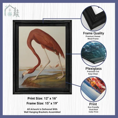 Vista 2 de Lost Cabin American Flamingo por James Audubon Impresión en marco biselado negro Reproducción de pintura de obras de arte finas Póster