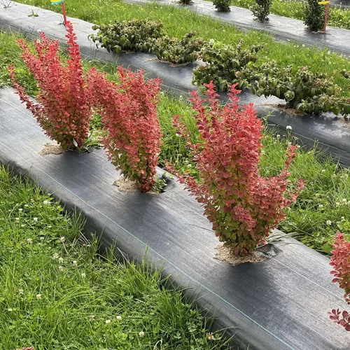 Vista 3 de Hirt's Gardens SUNJOY Orange Pillar - Agracejo - Berberis - Ganadores probados - Olla de 4 pulgadas - Sin envío al estado de Washington