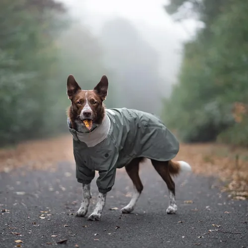 Vista 2 de Midnight Forest - Chaqueta impermeable para perro, ligera y ajustable, impermeable para perro con capucha plegable, talla mediana 50 (S)