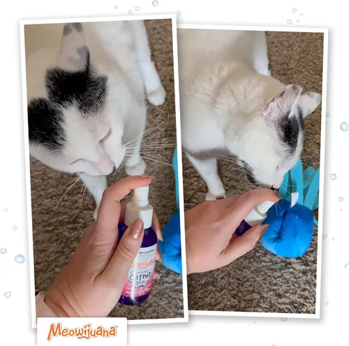 Vista 7 de Meowijuana Catnip & Silvervine Spray for Cats, 3 oz Dual-Herb Mist