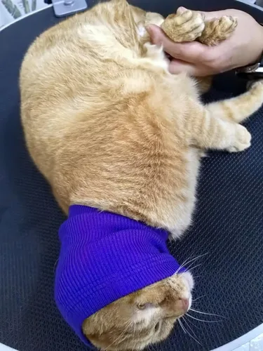 Vista 5 de Snood para gatos (paquete de 6), protección para la cabeza, hematoma, envoltura para las orejas, polaina para el cuello para gatos, azul, S