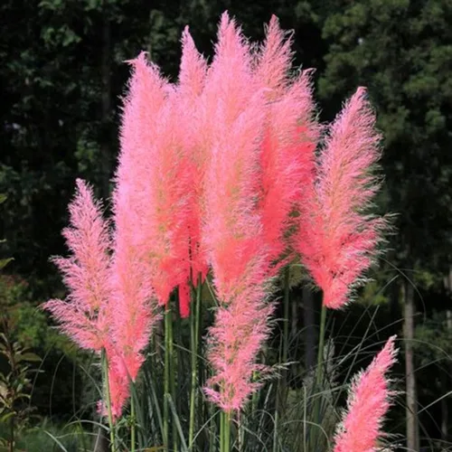 Vista 4 de Semillas de hierba anual ornamental de hierba de las pampas rosa para plantar