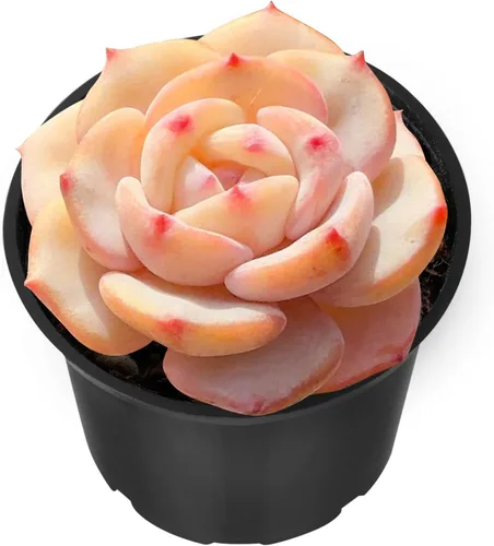 Vista 16 de Sprout N Green Echeveria 'Ball of Fat', planta suculenta viva rara totalmente enraizada en maceta de 2 pulgadas con tierra, oficina en casa