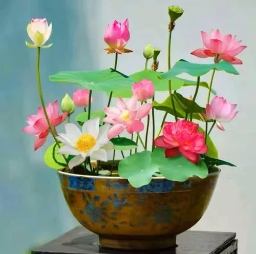 Vista 3 de 25 semillas de loto bonsái, tazón de semillas de loto, flor de lirio de agua. Mezcla acuática comestible, semillas de loto ideales para principiantes